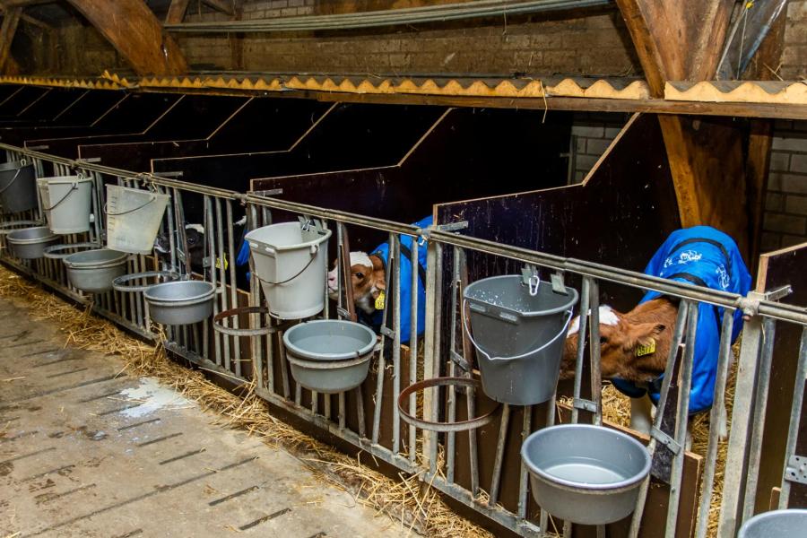 In de oude ligboxenstal is flink verbouwd en zijn voorbereidingen getroffen voor de toekomst. Zo zijn er 36 eenlingboxen, 