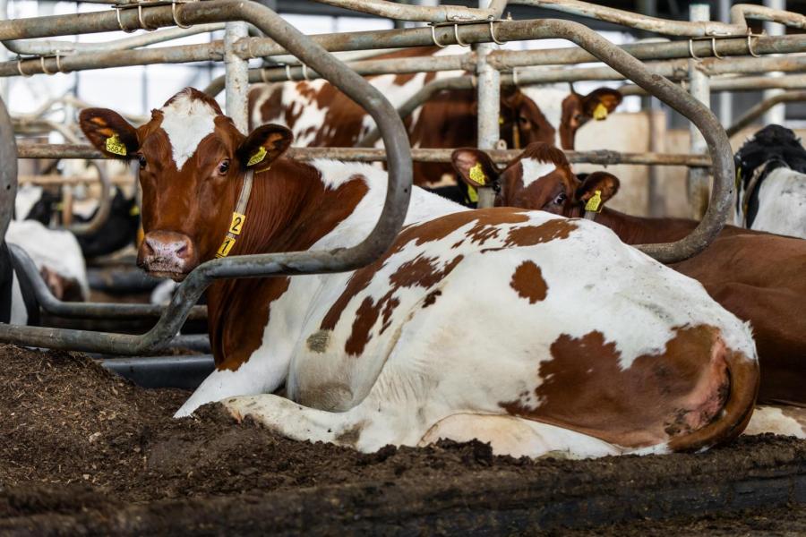 De koeien liggen in een diepstrooiselbed. Daarvoor maakt Daan een mengsel met onder meer zaagsel afkomstig van (paarden)evenementen
