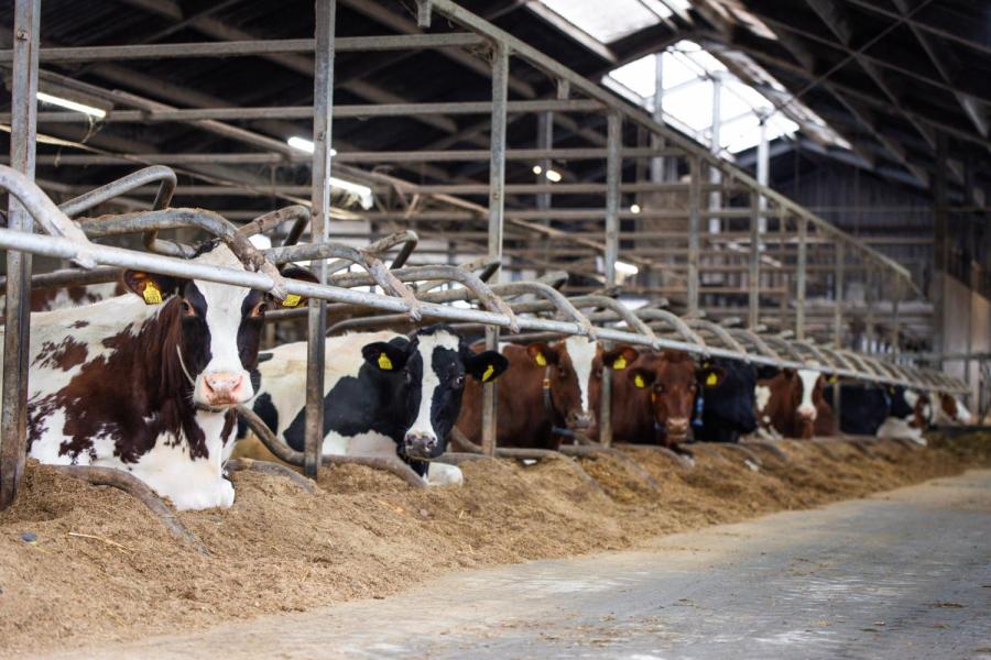 In 2019 namen de veehouders versneld afscheid van een groot deel van de veestapel, voornamelijk montbéliardekruislingen. In de stal lopen naast de eigen Tonny’s nu ook Lonia’s, Julia’s en Liza’s, die Nijhof aankocht bij Johan Uenk en Jacob Werler