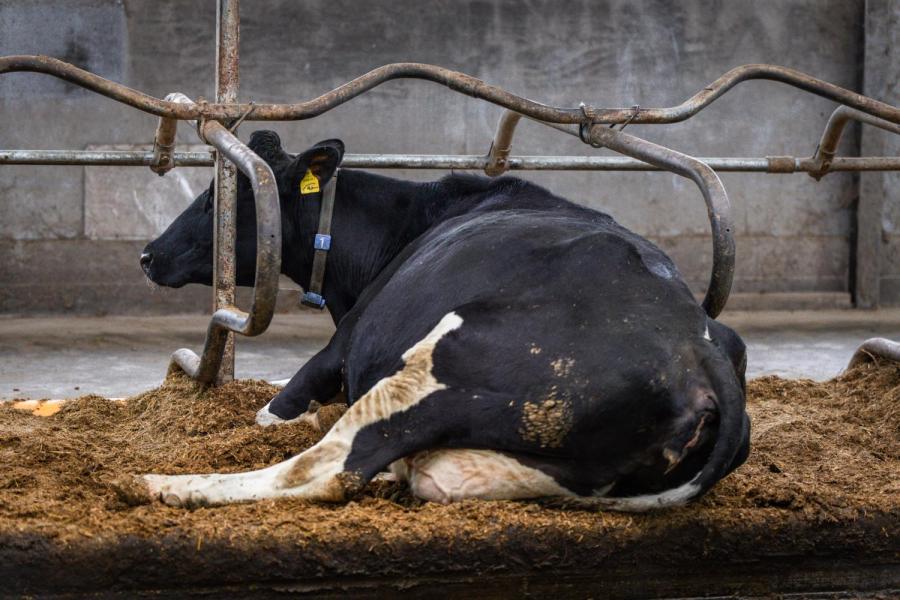 In de boxen ligt een mengsel van vlaskalk met paardenmest