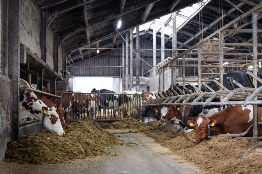 De koeien slapen in de ene stal (rechts) en nemen voer op in de andere stal (links)