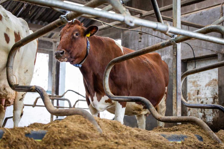 De droge koeien lopen tussen het koppel. Vlak voor het kalven verhuizen ze naar het strohok