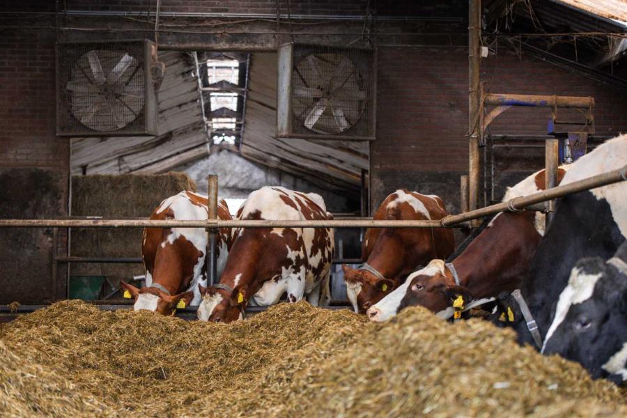Voor de voerbuis in de vreetstal ligt het rantsoen van de melkkoeien