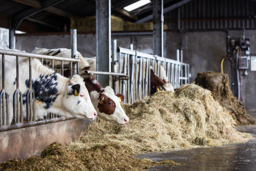 Ook het rantsoen van de jonge dieren bevat hooi