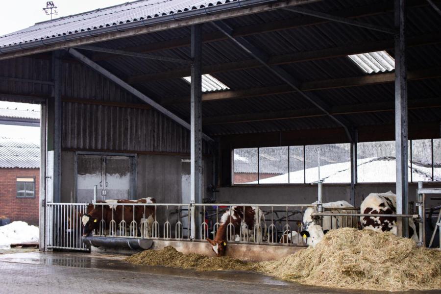 Het jongvee is gehuisvest in een openfrontstal. Dennis en Jessika houden per jaar zo’n twaalf kalveren aan