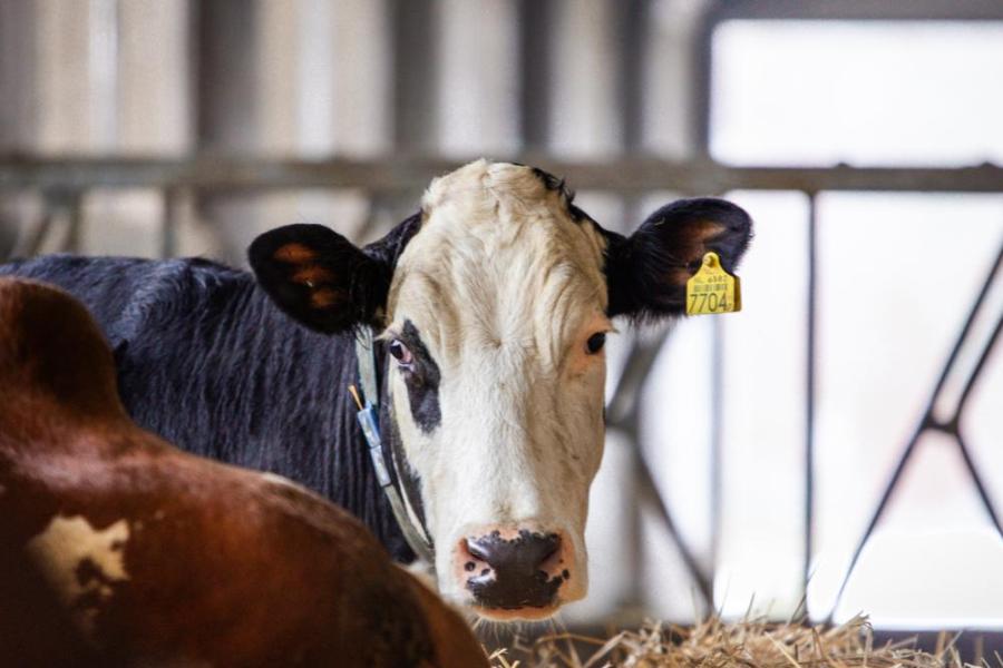 In twee strohokken naast de melkstal is ruimte voor de kalfkoeien