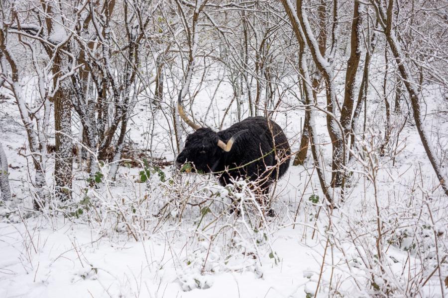 Ook in de duinen lopen koeien in de sneeuw (foto: Milou Rosenkamp)