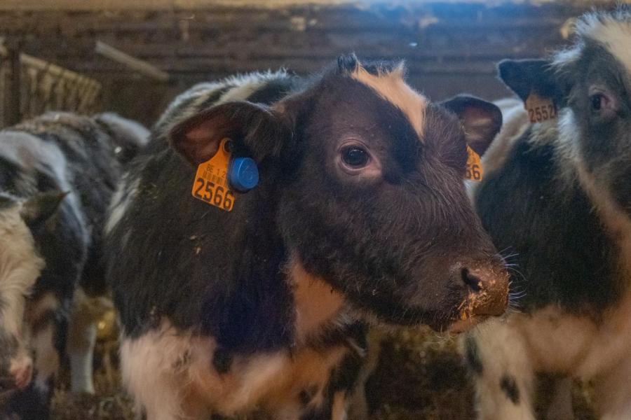 De familie De Fauw heeft altijd open gestaan voor nieuwe ontwikkelingen. Zo maken ze gebruik van sensoren voor onder andere tochtdetectie