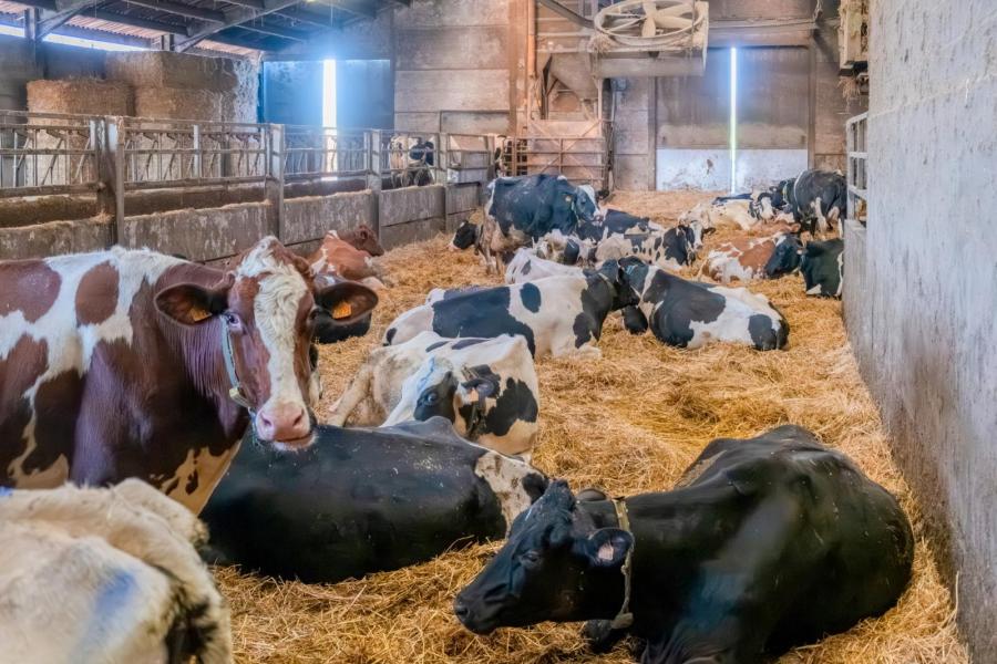 In 1997 bouwde Franz een potstal voor veertig koeien dubbeldoelkoeien met een productie van een paar duizend liter melk. Het melkquotum was amper een ton. Maar onder impuls van Kristof melkt de familie De Fauw nu zestig holsteins met een gemiddelde productie van 30 kg melk per dag.
