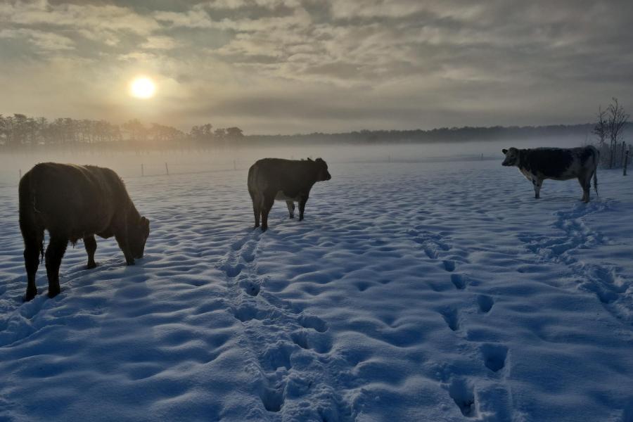 Lage zon en mistflarden maken het extra mooi (foto: Patrick Heuvel)