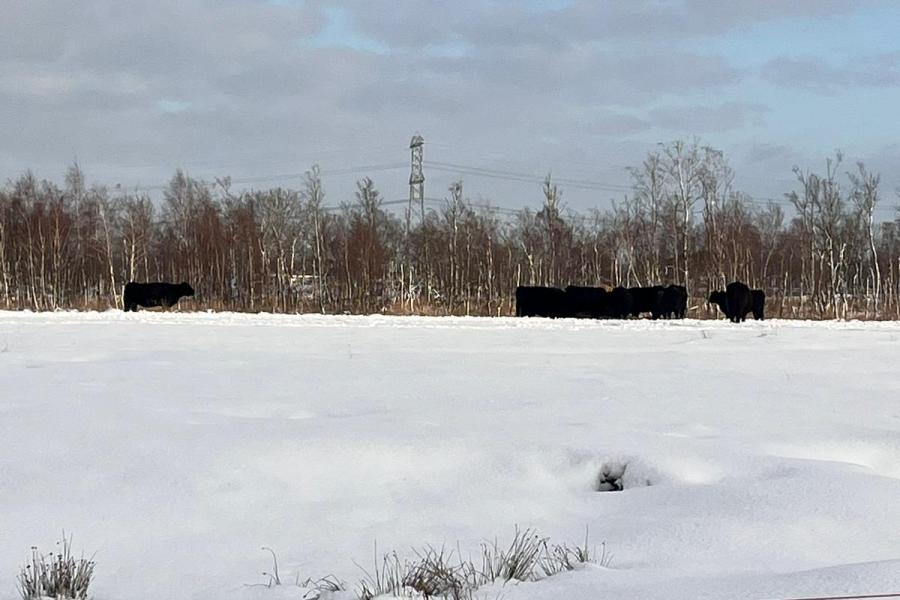 Black anguskoeien in een witte wereld