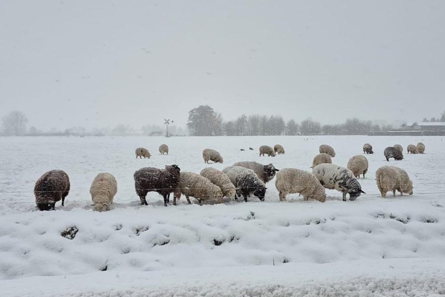 Schapen zoeken naar gras in de sneeuw