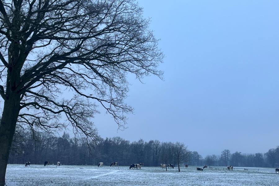 De koeien van Gerrit Boswinkel lopen al sinds begin maart onafgebroken buiten (foto: Gerrit Boswinkel)