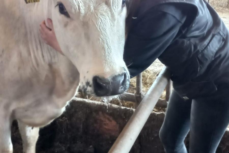 Op het melkveebedrijf waar Indy Wichman werkt, hebben ze geen eigen jongveeopfok. Maar kalfje Kieck is nooit weggegaan. Indy was opslag verliefd op de kruising tussen een witrick en bwb. Vele wandelingen en knuffelsessies volgden