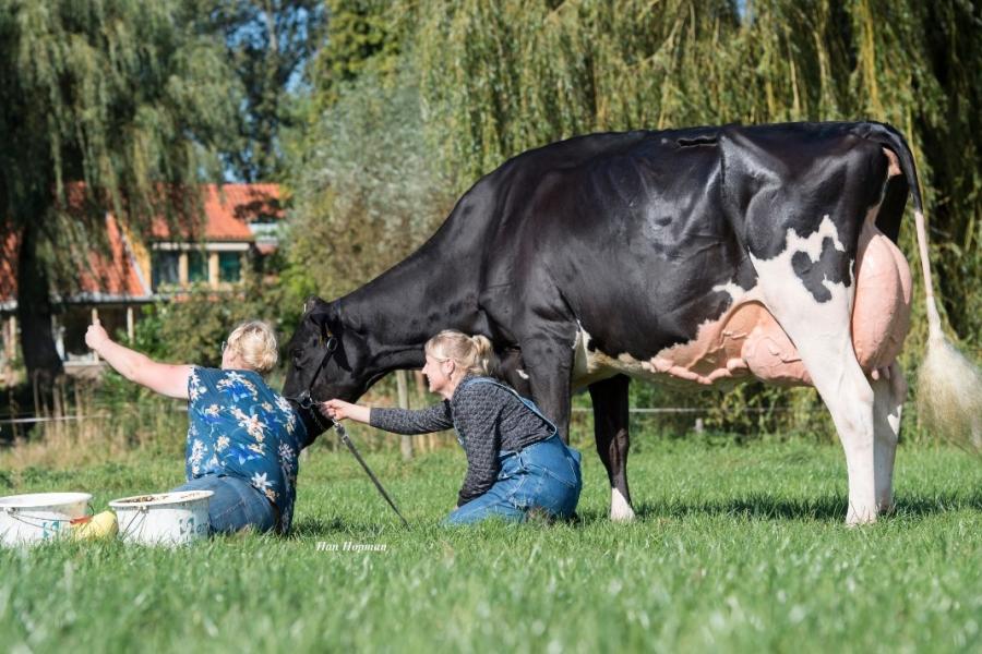 Een bijzonder moment voor Lisa Kolff en haar Carf Emeraude: de koe mocht op de foto bij fotografe Erica Rijneveld en een selfie met z’n drieën kon niet ontbreken. ‘We hebben heel veel mooie showsuccesen en ervaringen mogen beleven met haar', zegt Lisa