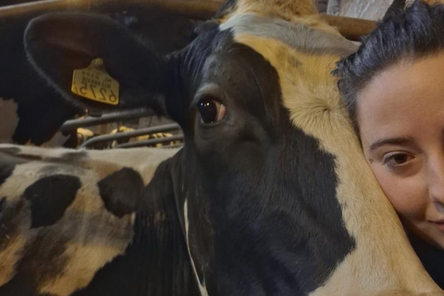 Lyzanne Oerlemans noemt haar lievelingskoe Krentenbolletje, en dat is met een reden. Ze is namelijk gek van krentenbollen. Maar dat is niet het enige, de koe wil alles proeven: haarklemmen, haren, emmers en overalls. Niets is veilig in haar buurt