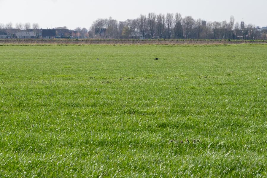 Grasland