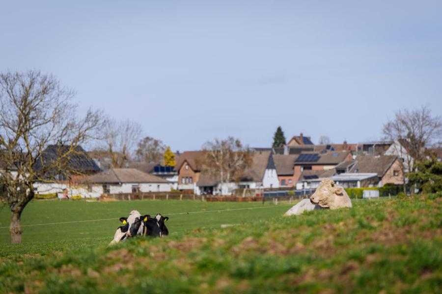 Bwb-stier