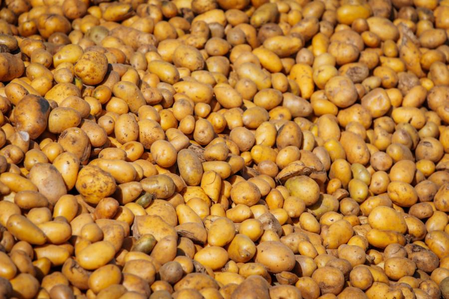 Aardappelen