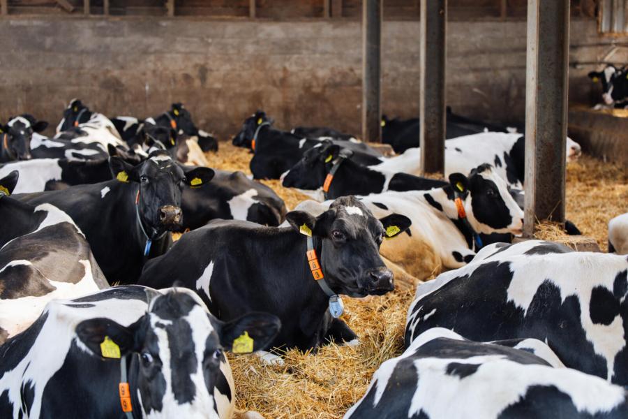 De melkveestapel staat nog steeds op de originele locatie, net als het andere deel van de droge koeien en de jongste kalveren. De melkveehouders bouwden voor de droge koeien zelf een potstal