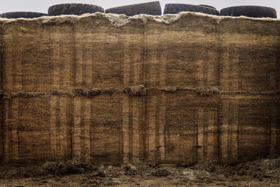 Sinds vier jaar mengen de melkveehouders vanaf april vers gras in het rantsoen. Het gras dat ze niet vers voeren, kuilen ze iedere vier weken in. De eerste drie sneden worden boven elkaar ingekuild, voor een jaarrond constant rantsoen