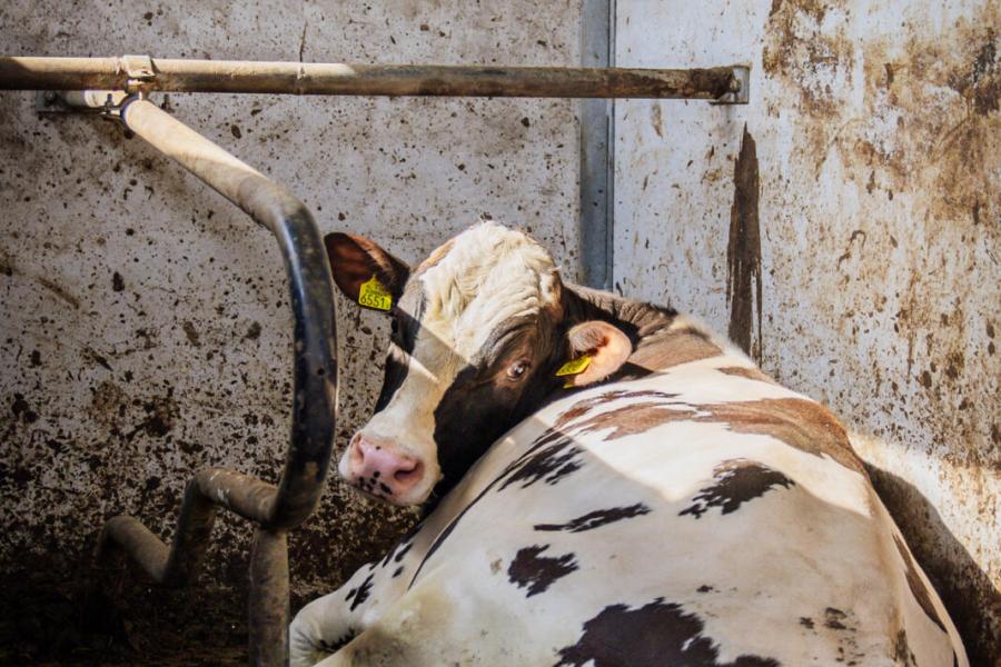 Voor opbrekers heeft de familie Westra een eigen stier staan, een Drone uit een Jacuzzi. ‘CRV had interesse in hem, maar merkerde hem net te laag’, zegt Rinze Westra