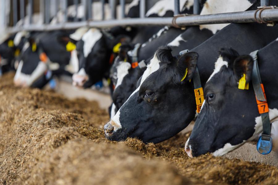 Efficiëntie voert de rode draad door het bedrijfsmanagement van de melkveehouders. Dat is terug te zien in het voermanagement en vertaalt zich in een jaarrond laag ureumgetal van 14,3, waar 19,3 als referentie bij FrieslandCampina geldt