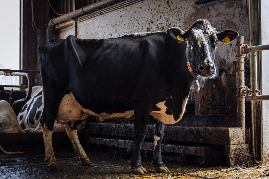 Ook in de fokkerij worden bewuste keuzes gemaakt. Waar de melkveehouders vroeger veel Amerikaanse stieren inzetten, ligt hun focus nu op Europese en Nederlandse lijnen met goede vet- en eiwitvererving en een compact exterieur