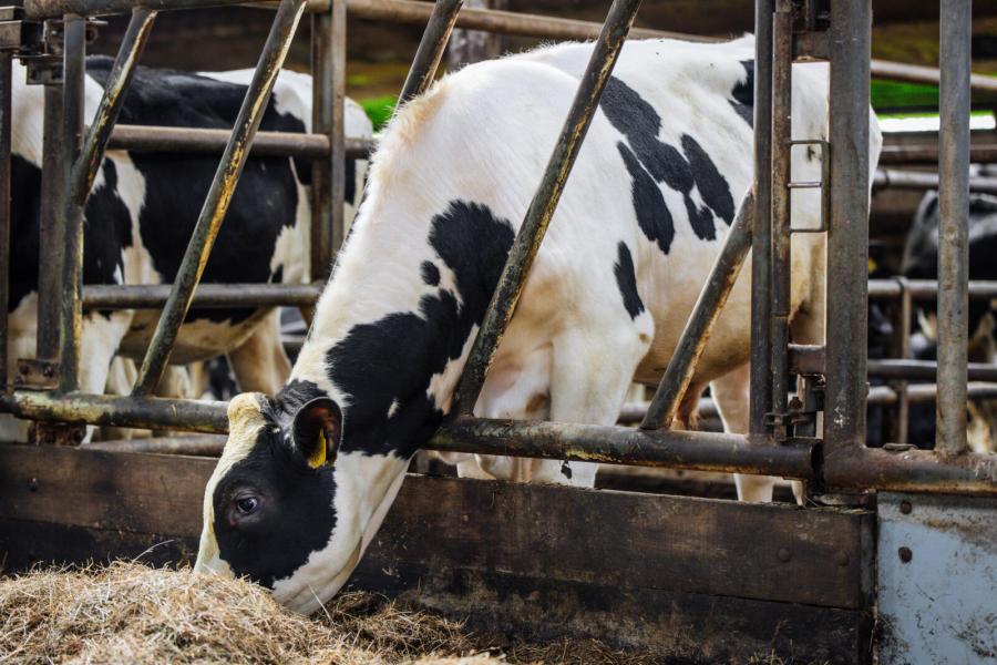 Na het spoelen insemineerde Westra de pink met Madtime. Daaruit kwam een stiertje – triple-A gecodeerd met een 354-code – die ze aan GGI verkochten 