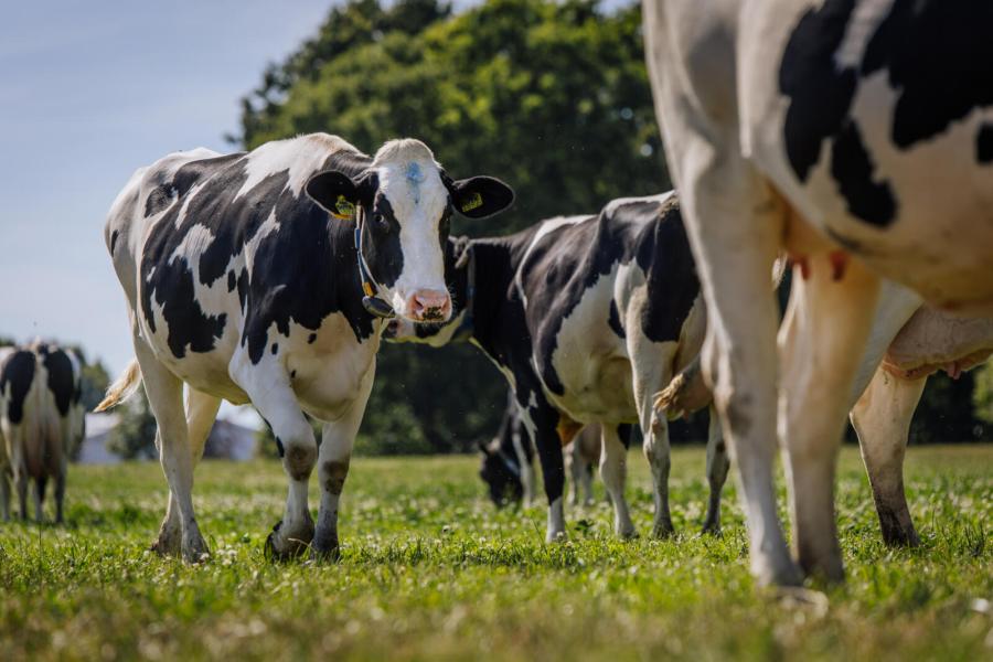De melkkoeien blijven op stal maar het jongvee en de droge koeien krijgen weidegang