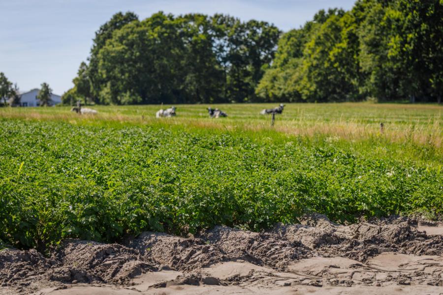 Van de 86 hectare grond die de familie Van Gastel in gebruik heeft wordt een deel door collega's benut voor de teelt van aardappelen, lelies en boomkwekerij