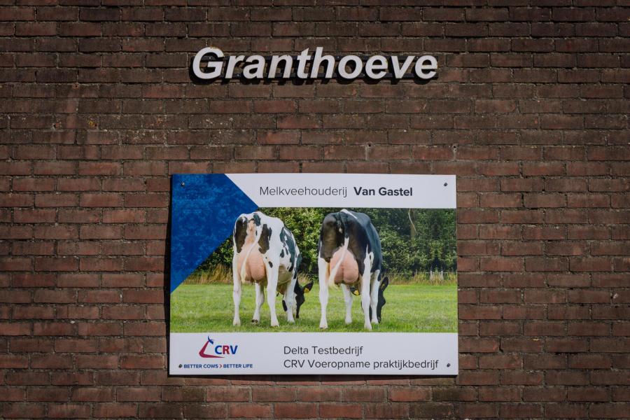 Het bedrijf van de familie Van Gastel is sinds 2008 testbedrijf voor CRV. Jaarlijks worden 15 tot 20 drachtige pinken aangekocht die zijn benut voor het fokprogramma
