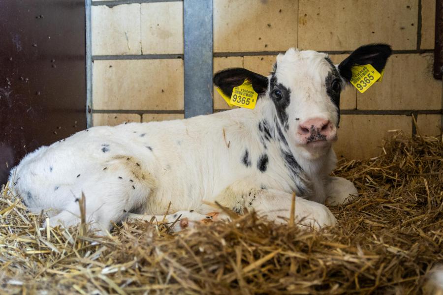 Zo'n 80 procent van de koeien wordt geïnsemineerd met sperma van een Belgisch witblauwstier