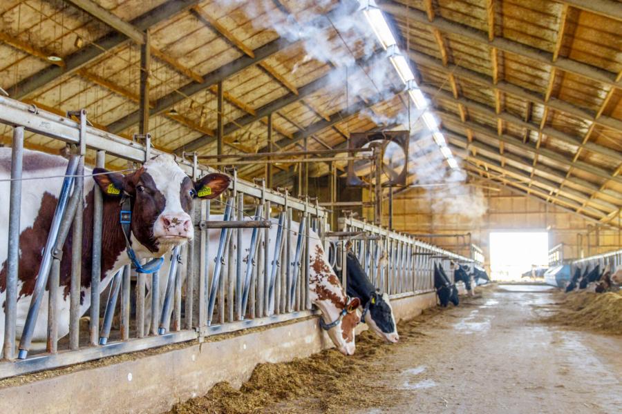 In de stal ontbreekt het de koeien aan niets. Zo is een vernevelingsinstallatie aangelegd die de stallucht koelt op warme dagen