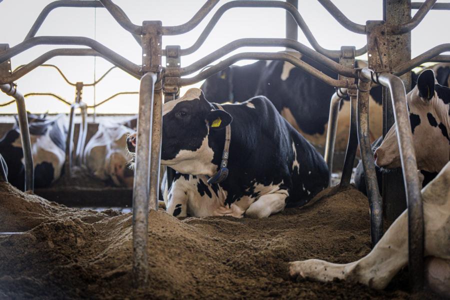 De koeien liggen in ruime boxen die royaal worden gevuld met dikke fractie uit de eigen mestscheider