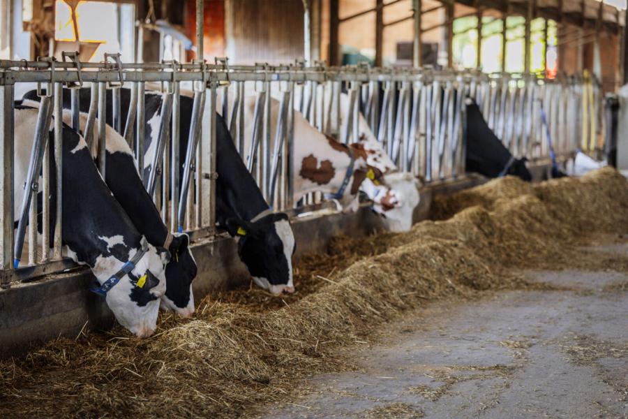 Voor het voerhek ligt een geconcentreerd rantsoen met een hoog aandeel krachtvoeders en bijproducten. Als het warm is voert Thijs twee keer per dag