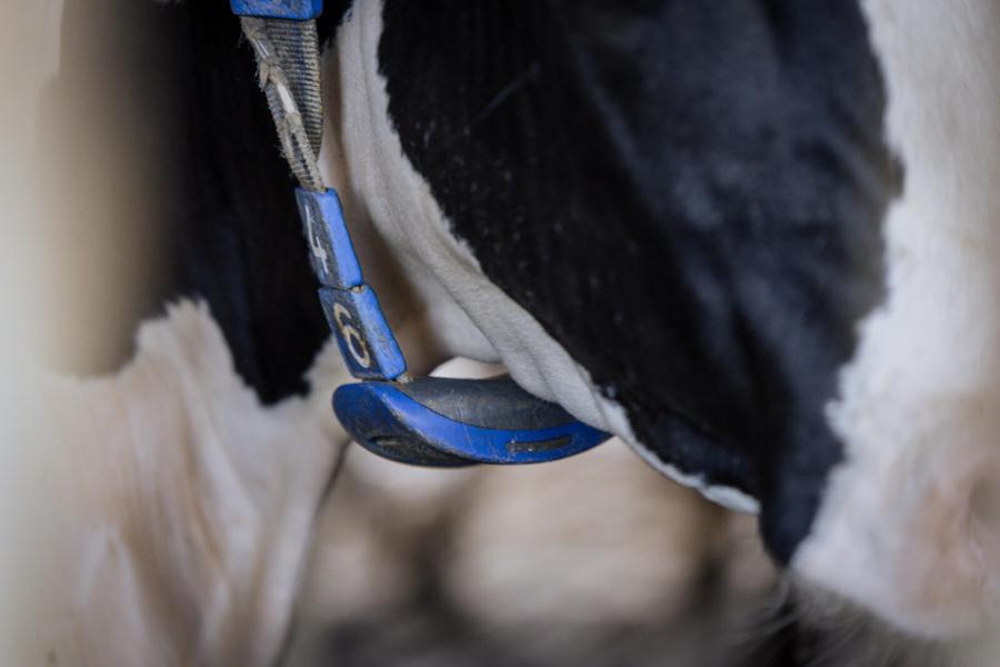 De koeien dragen halssensoren voor onder andere tochtdectie