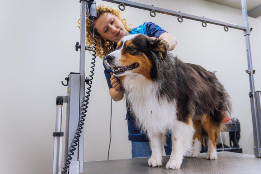 Jody heeft op het erf haar eigen trimsalon voor honden