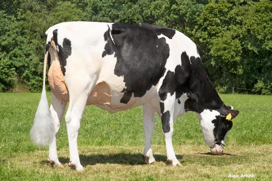 Delta Lush (v. Woody, op de foto als vaars) is Thijs favoriete koe. Ze werd als derde kalfskoe ingeschreven met 91 punten en produceerde in haar tweede lijst 15.415 kg melk met 4,18% vet en 3,56% eiwit.