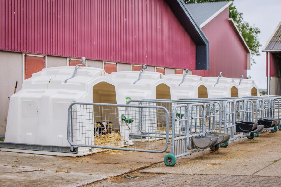 Sinds de droge koeien worden geënt tegen het rota-coronavirus en cryptosporidiose, hebben de veehouders veel minder last van diarree bij de kalveren en groeien de kalveren sneller