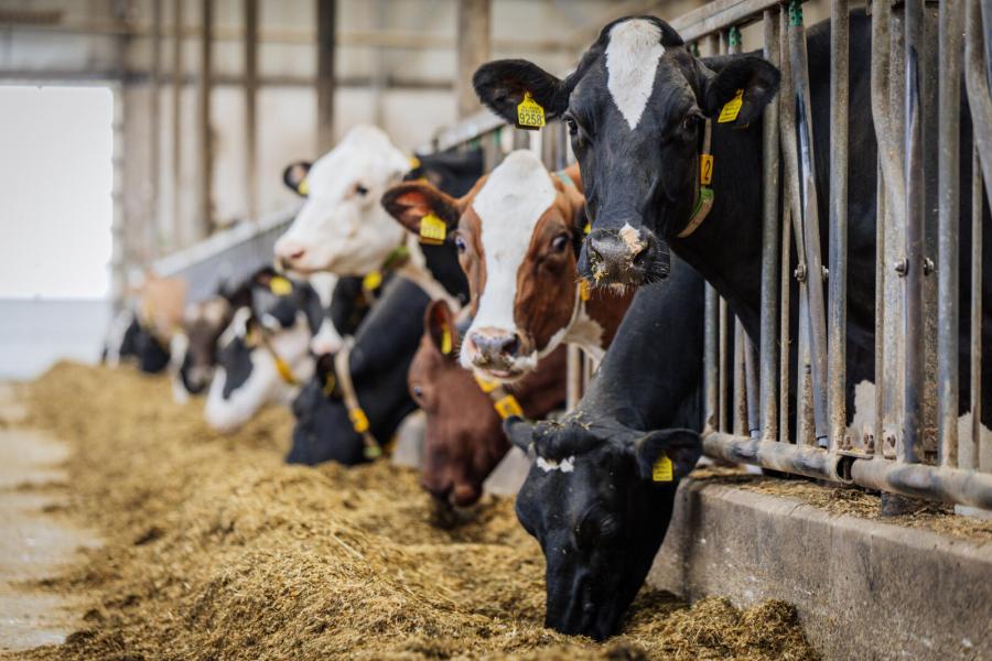 in drie jaar tijd steeg de productie van zo’n 30 kg gemiddeld naar 39 kg melk tijdens de laatste mpr