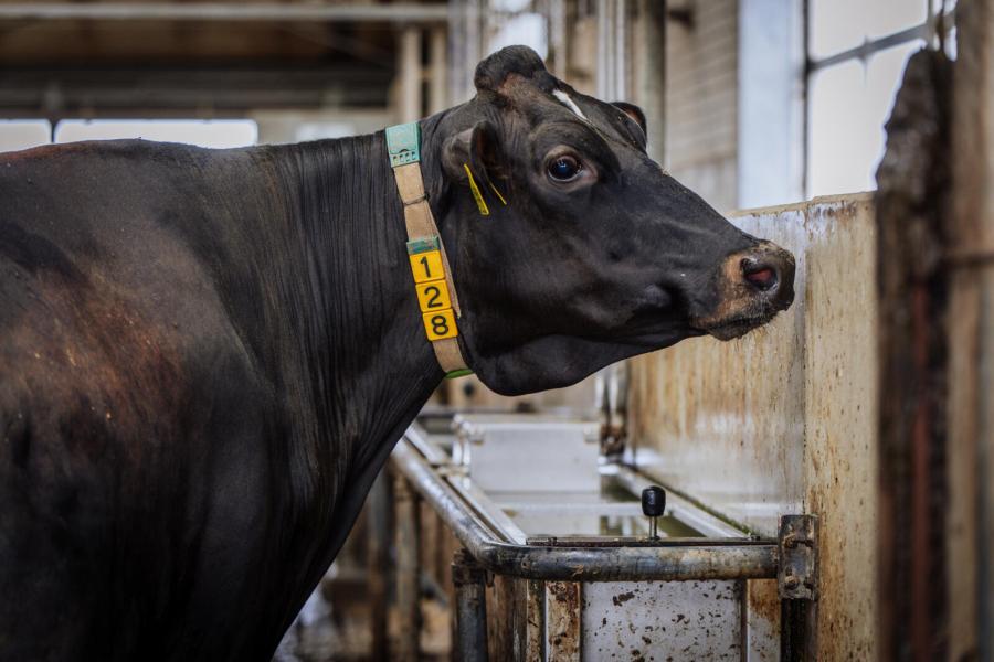 De waterleiding op lage druk maakte plaats voor een systeem met hoge druk. Met het nieuwe systeem is de kwaliteit van het water volgens de veehouders veel beter