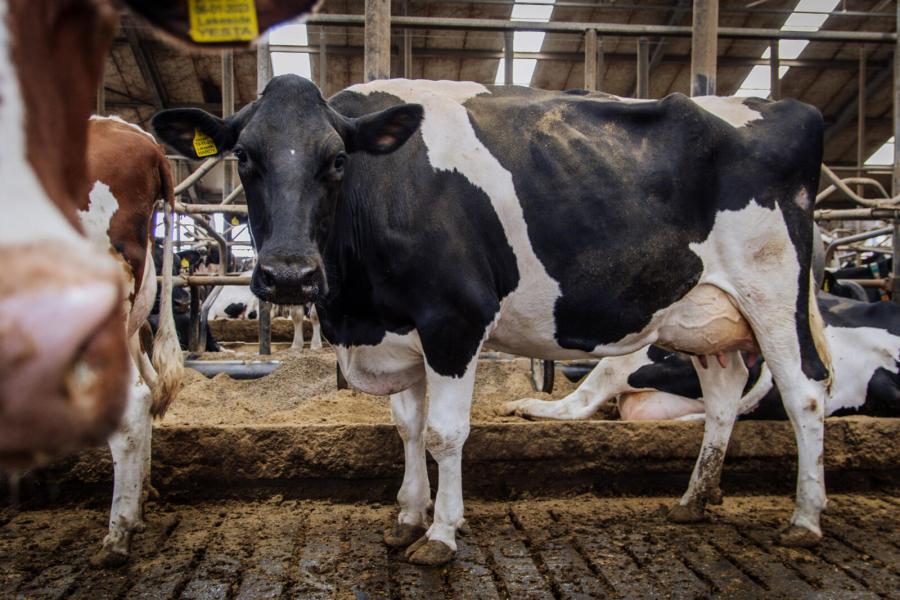 Mooie koeien blijven, met name voor Sjoerd, de kers op de taart. Lakeside Hardy Katrysha – op de foto in werkpak – is de favoriet. De Doc Hardydochter won alle vier keuringen waaraan ze deelnam en produceerde in drie lijsten al ruim 39.000 kg melk 