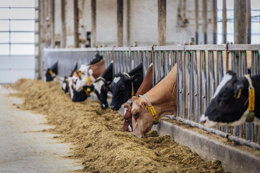 De veestapel is half zwart, half rood, met daarnaast nog wat brownswissdieren. Met die dieren fokt de familie niet verder. ‘Het zijn mooie dieren om te zien, maar in productie blijven ze iets achter. En een brownswisskalf leren drinken is echt pittig werk’, verzucht Sjoerd