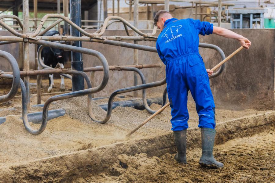 Twee keer per dag tijdens het melken harken de veehouders de boxen