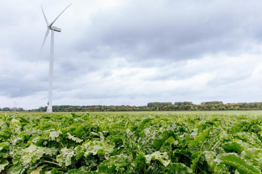 De ondernemers verbouwen daarnaast graan, suikerbieten, aardappels en uien