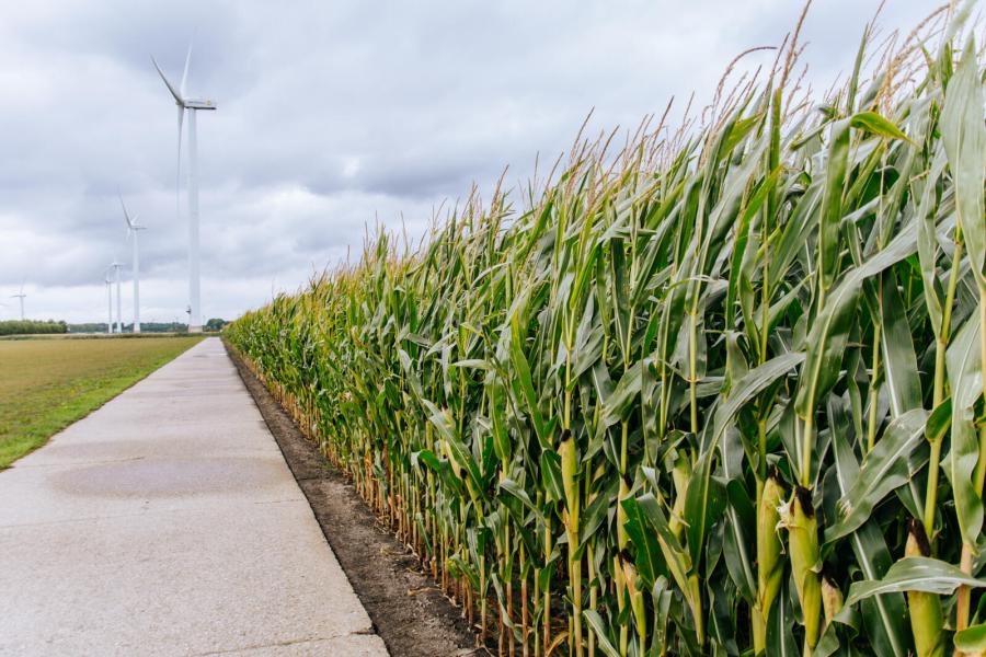 Van het areaal van 116 hectare wordt 30 hectare grasland en 20 hectare mais ingezet voor het melkvee