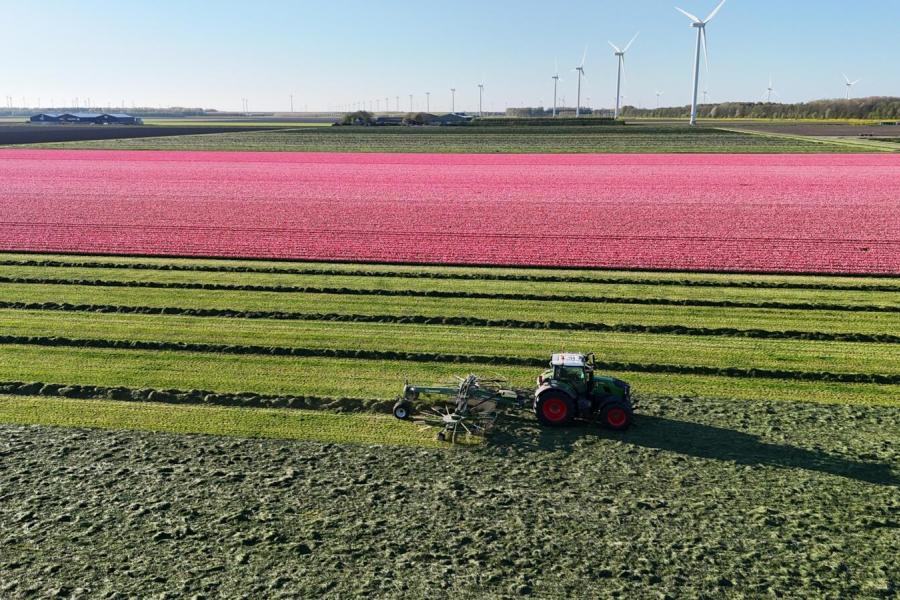 Een deel van het land verhuren de veehouders voor de teelt van tulpen (beeld: Coen van Vliet)