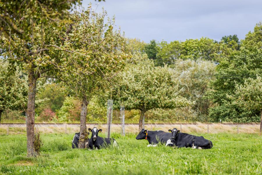 De veehouders telen alleen gras en mais en hebben daarnaast hoogstamboomgaarden. Die passen volgens hen  bij het landschap en zijn tegelijk een vorm van agrarisch natuurbeheer
