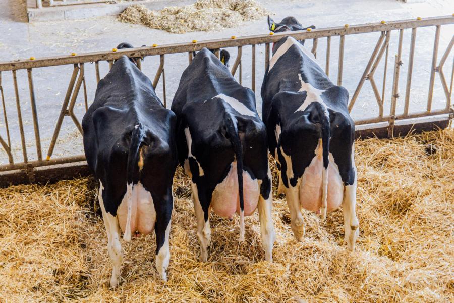 Drie topkoeien uit de Esmeraldalijn